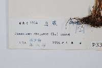 烏蕨藏品圖，第2張