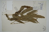 日本鳳丫蕨藏品圖，第1張