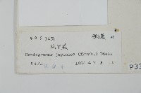 日本鳳丫蕨藏品圖，第2張