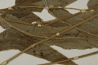 日本鳳丫蕨藏品圖，第4張