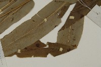 日本鳳丫蕨藏品圖，第5張