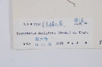 迷人鱗毛蕨、異蓋鱗毛蕨藏品圖，第2張