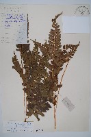 斜方複葉耳蕨藏品圖，第1張