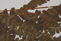 斜方複葉耳蕨藏品圖，第4張