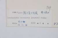 大片複葉耳蕨藏品圖，第2張