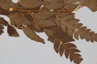 大片複葉耳蕨藏品圖，第3張