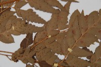 大片複葉耳蕨藏品圖，第4張