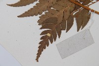 大片複葉耳蕨藏品圖，第5張