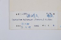 鐮羽貫眾藏品圖，第2張