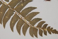 鐮羽貫眾藏品圖，第3張