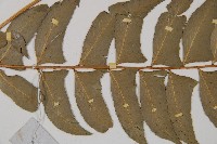 鐮羽貫眾藏品圖，第4張