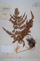 南海鱗毛蕨藏品圖，第1張