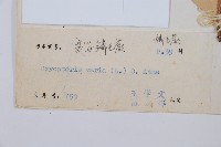 南海鱗毛蕨藏品圖，第2張