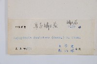 迷人鱗毛蕨、異蓋鱗毛蕨藏品圖，第2張