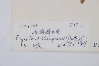 闊鱗鱗毛蕨藏品圖，第2張