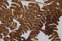 闊鱗鱗毛蕨藏品圖，第3張