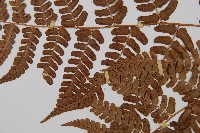 闊鱗鱗毛蕨藏品圖，第4張