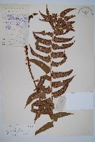 貫眾蕨藏品圖，第1張