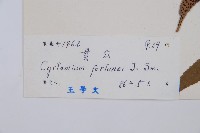 貫眾蕨藏品圖，第2張