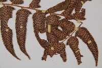 貫眾蕨藏品圖，第3張