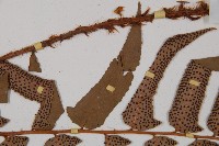 貫眾蕨藏品圖，第4張