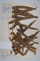 披針新月蕨藏品圖，第1張