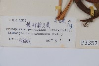 披針新月蕨藏品圖，第2張