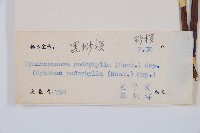 黑桫蕨藏品圖，第2張