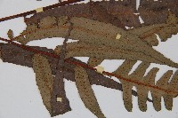 黑桫蕨藏品圖，第3張