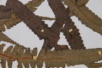 黑桫蕨藏品圖，第4張