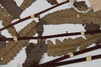 黑桫蕨藏品圖，第5張