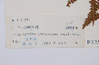 大羽桫欏藏品圖，第5張