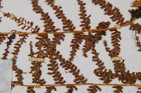 大羽桫欏藏品圖，第7張