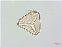 大羽桫欏藏品圖，第4張