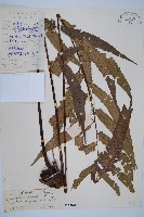 黑桫蕨藏品圖，第1張