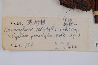 黑桫蕨藏品圖，第2張