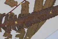 黑桫蕨藏品圖，第3張