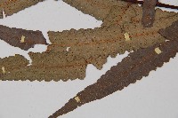 黑桫蕨藏品圖，第4張