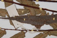 黑桫蕨藏品圖，第5張