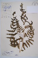 淡綠短腸蕨藏品圖，第1張