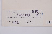 淡綠短腸蕨藏品圖，第3張