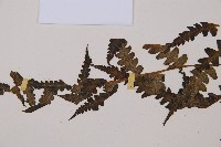 淡綠短腸蕨藏品圖，第4張