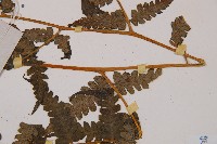 淡綠短腸蕨藏品圖，第5張