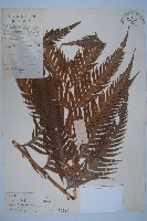 東方狗脊蕨藏品圖，第1張