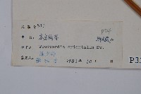 東方狗脊蕨藏品圖，第2張