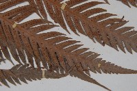 東方狗脊蕨藏品圖，第3張