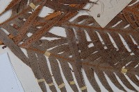 東方狗脊蕨藏品圖，第4張