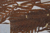 東方狗脊蕨藏品圖，第5張