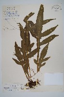 箭葉星蕨藏品圖，第1張