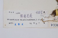 箭葉星蕨藏品圖，第2張